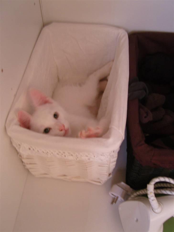 Huskat Snoop billede 15