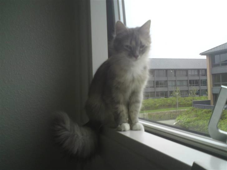 Norsk Skovkat Malou billede 1