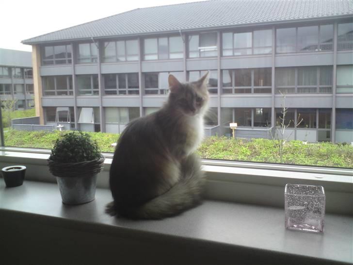 Norsk Skovkat Malou billede 2