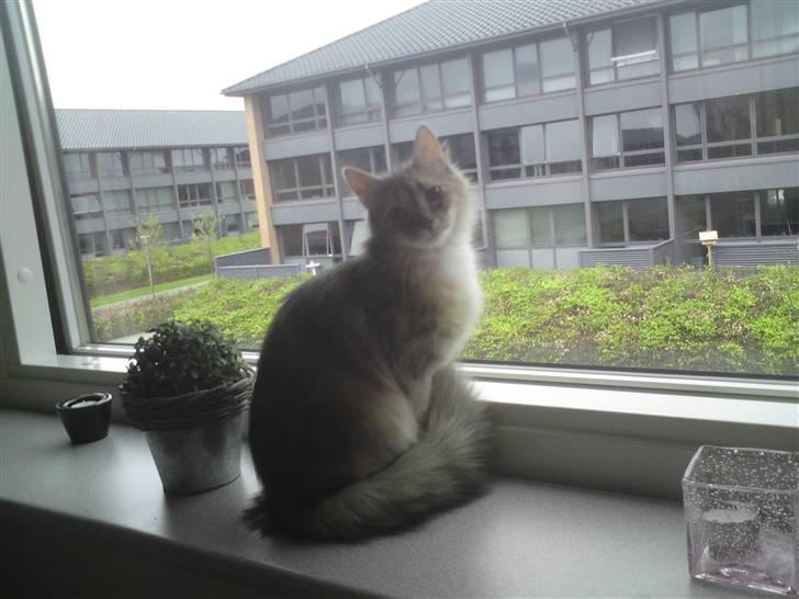 Norsk Skovkat Malou billede 3