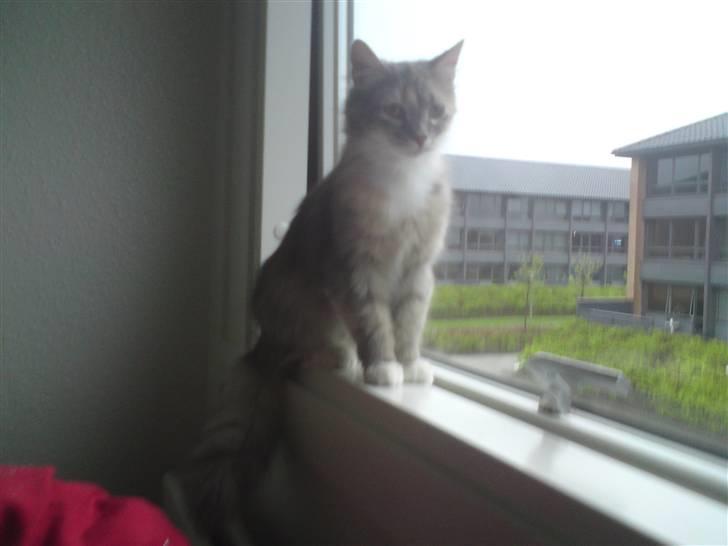 Norsk Skovkat Malou billede 4