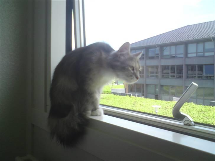 Norsk Skovkat Malou billede 5