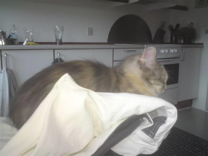 Norsk Skovkat Malou billede 6