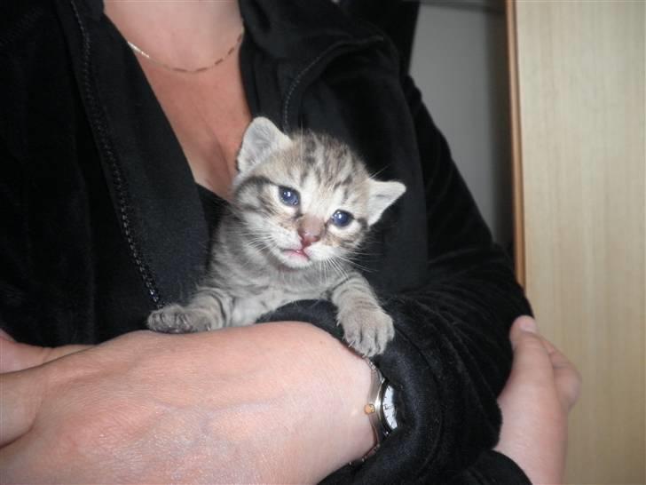 Huskat FredeBo's Mislinn - Velkommen til min profil jeg har ikke noget navn endu men velkommen og lig en kommentar+bedømmelse :D billede 1