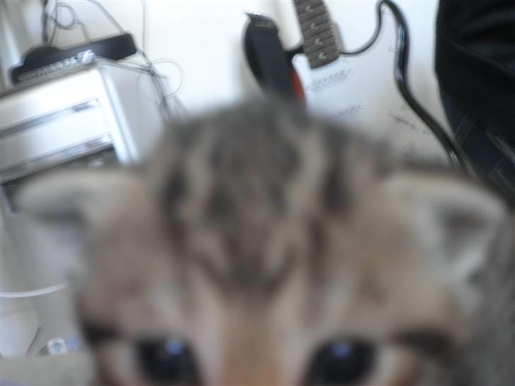 Huskat FredeBo's Mislinn - Halløj sovs xD billede 2