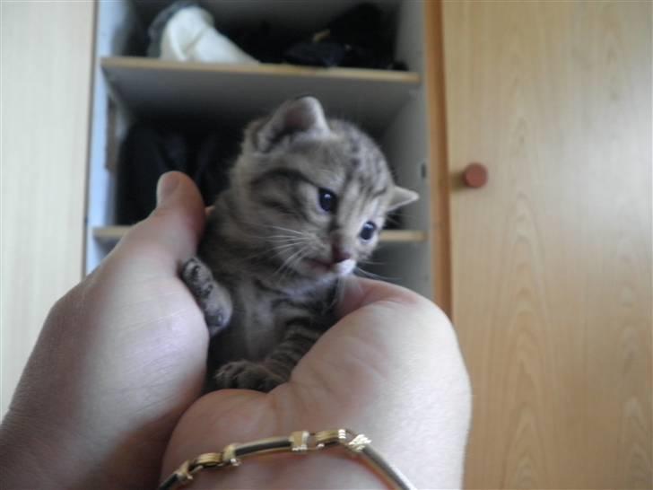 Huskat FredeBo's Mislinn - Jeg smuk ikke :D billede 4