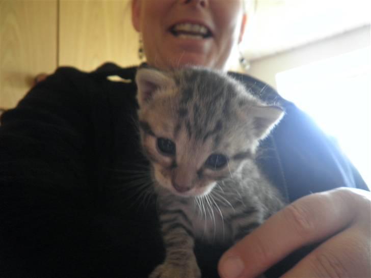 Huskat FredeBo's Mislinn - Hva laaaaaaaaaaaaavvvvvvvvvveeeeeeer du? :D billede 6