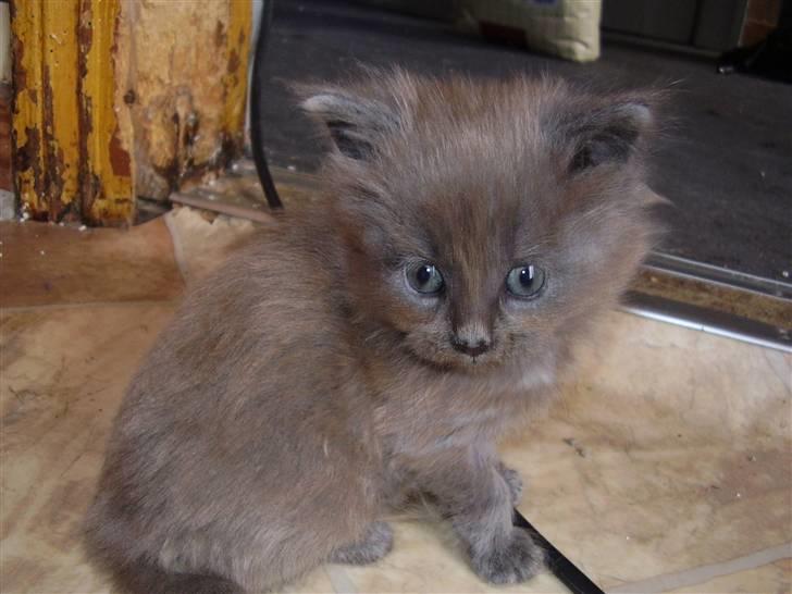Maine Coon Freja's R.I.P 20.07.10 billede 1