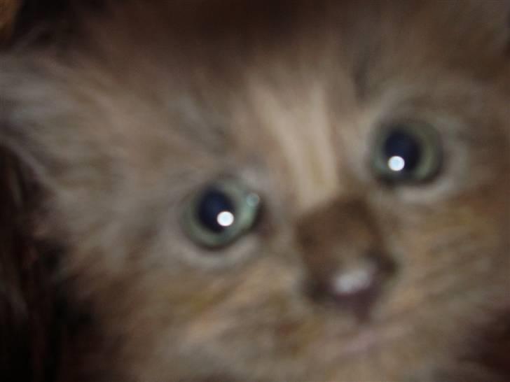 Maine Coon Freja's R.I.P 20.07.10 billede 2
