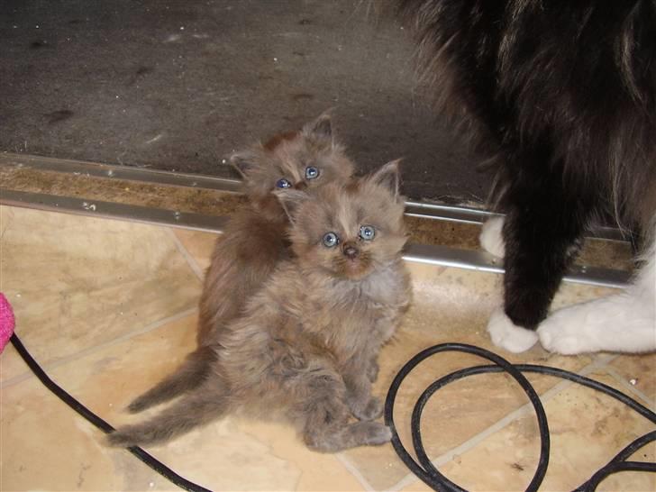 Maine Coon Freja's R.I.P 20.07.10 - Hun sidder bagerst.  billede 3