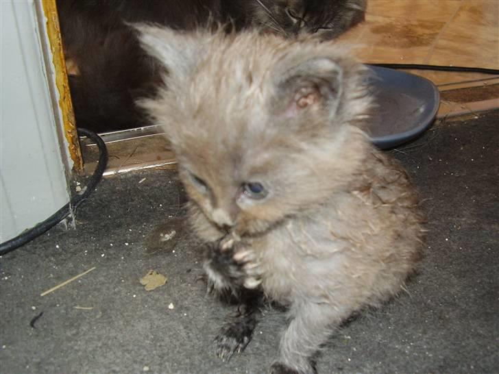Maine Coon Freja's R.I.P 20.07.10 - Lige været i bad billede 4