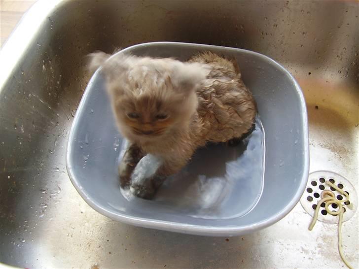 Maine Coon Freja's R.I.P 20.07.10 - I bad, sikke noget billede 5