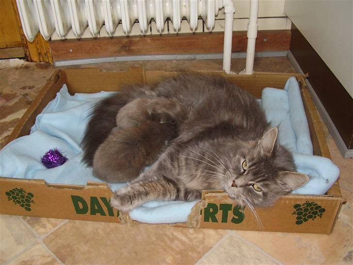 Maine Coon Freja's R.I.P 20.07.10 - Her er hun sammen med mor og bror billede 6
