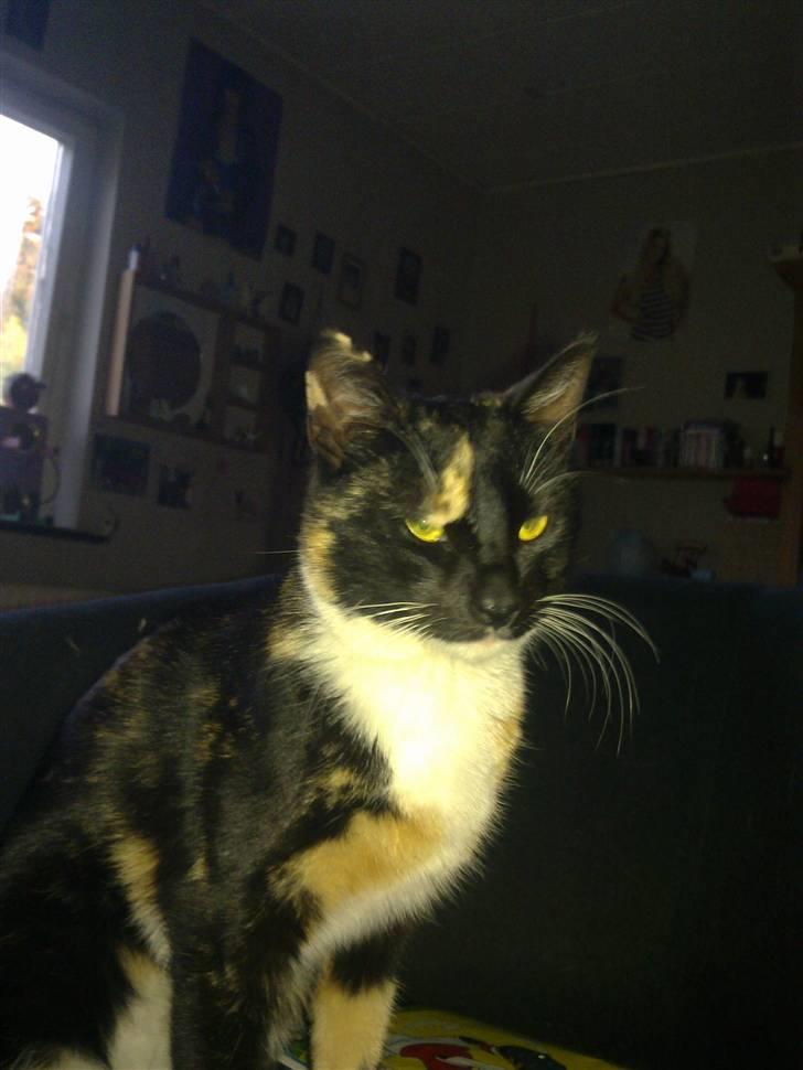 Huskat Hak - Et lille sødt billede af min lille søde Hak. billede 1