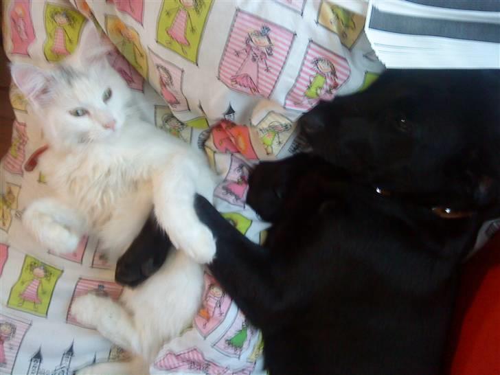 Maine Coon pjevs billede 8