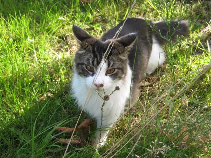 Maine Coon DK Vingsteds Firefly  billede 1