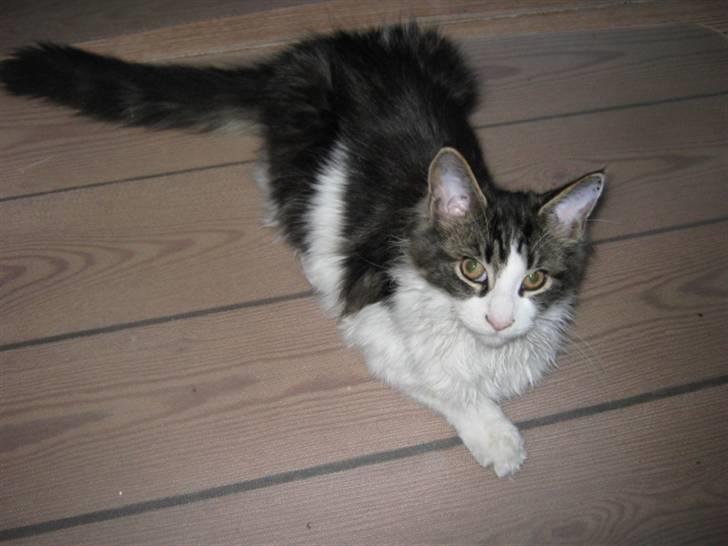 Maine Coon DK Vingsteds Firefly  billede 2