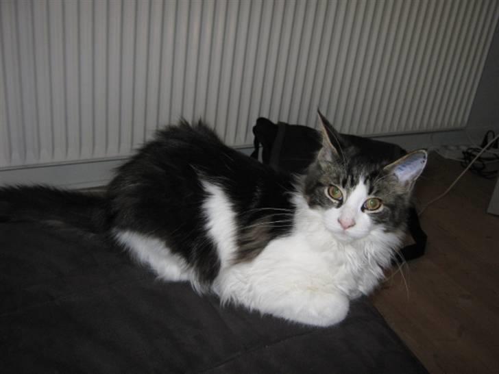 Maine Coon DK Vingsteds Firefly  billede 3