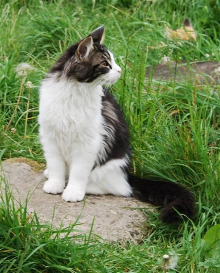 Maine Coon DK Vingsteds Firefly  - taget af opdrætter  billede 4