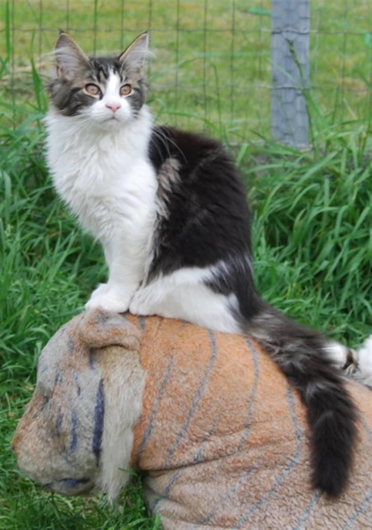 Maine Coon DK Vingsteds Firefly  - taget af opdrætter billede 5