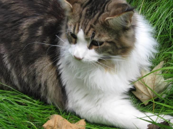 Maine Coon DK Vingsteds DÁngelo billede 1