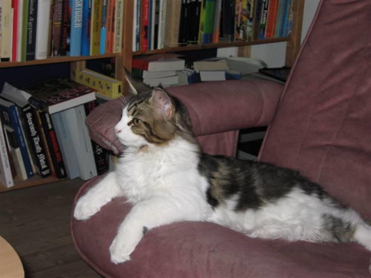 Maine Coon DK Vingsteds DÁngelo billede 2