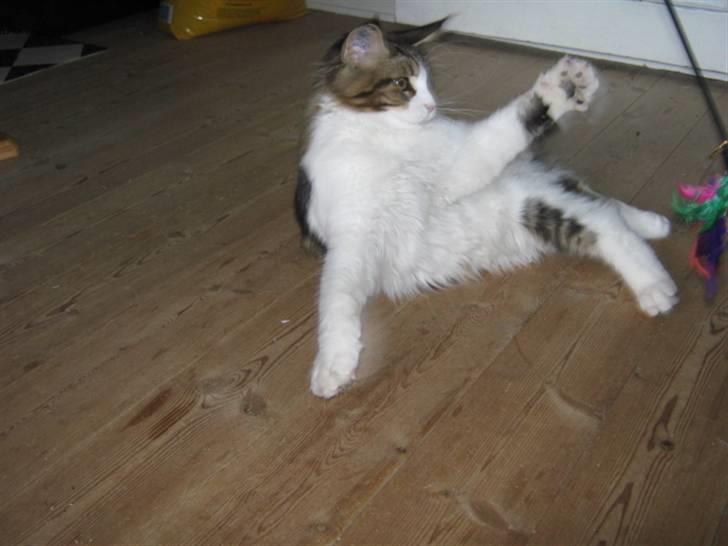 Maine Coon DK Vingsteds DÁngelo billede 3