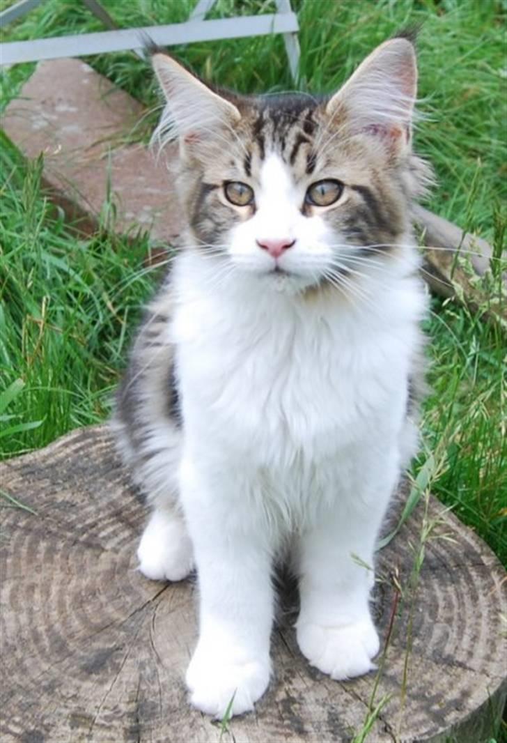 Maine Coon DK Vingsteds DÁngelo - taget af opdrætter billede 4