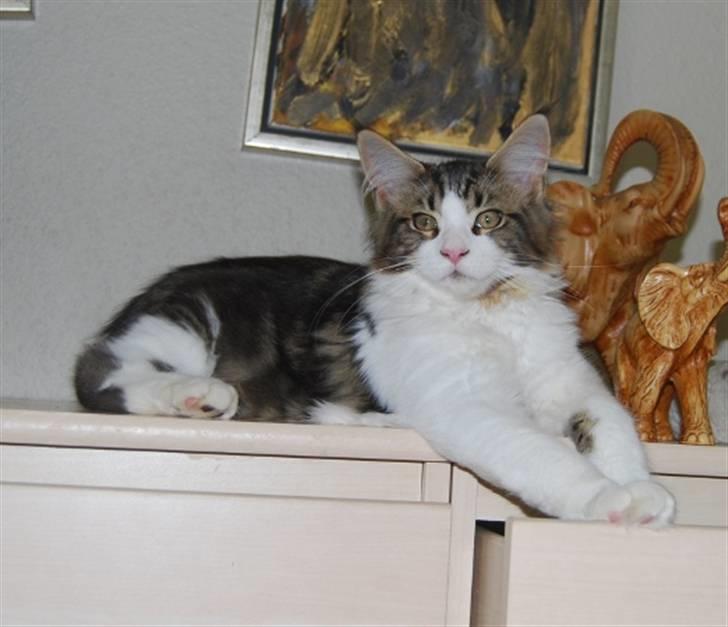 Maine Coon DK Vingsteds DÁngelo - taget af  opdrætter billede 5