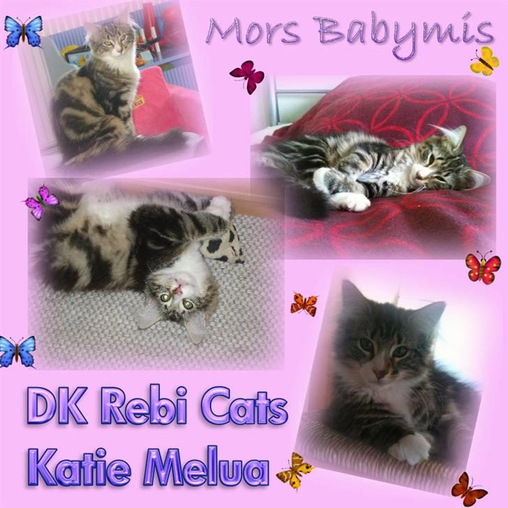Norsk Skovkat Rebi Cats Katie Melua - Velkommen til Katie´s profil :o) billede 1