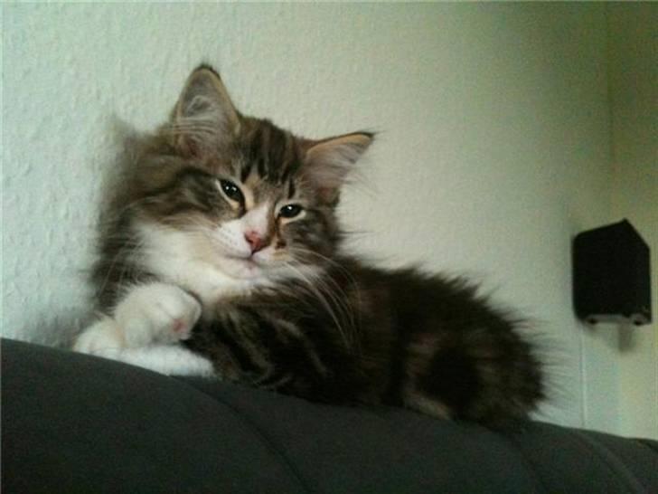 Norsk Skovkat Rebi Cats Katie Melua - 12 uger billede 2