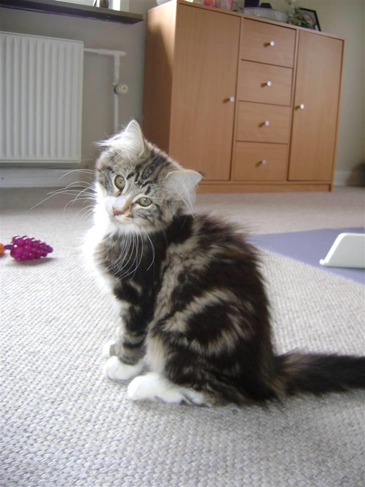 Norsk Skovkat Rebi Cats Katie Melua billede 3