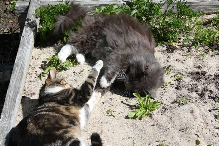 Blanding af racer Futte (Hjemmeboende) billede 12