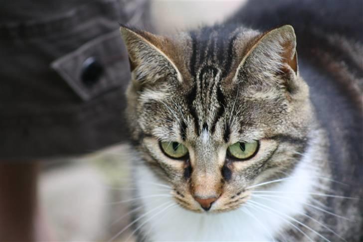 Blanding af racer Futte (Hjemmeboende) billede 13