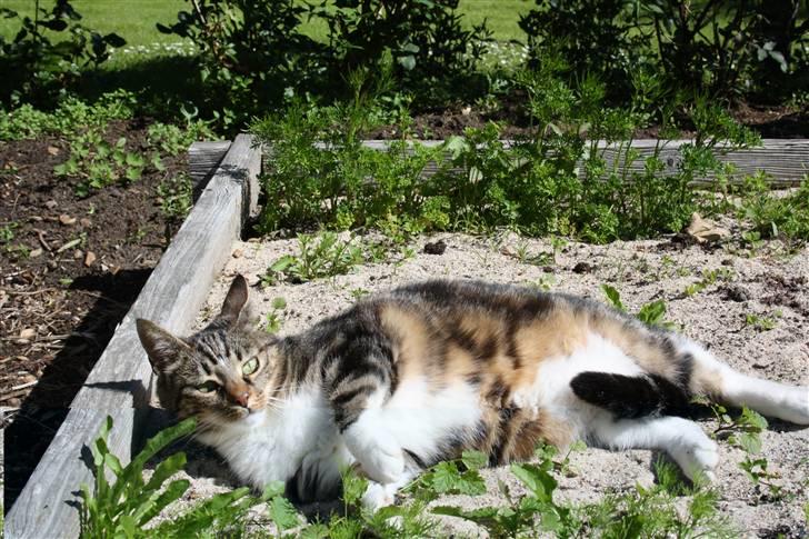 Blanding af racer Futte (Hjemmeboende) billede 14