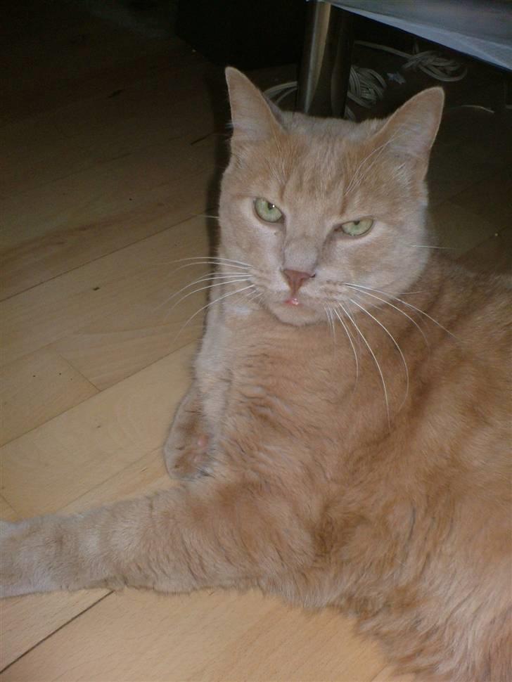 Huskat Chili billede 14