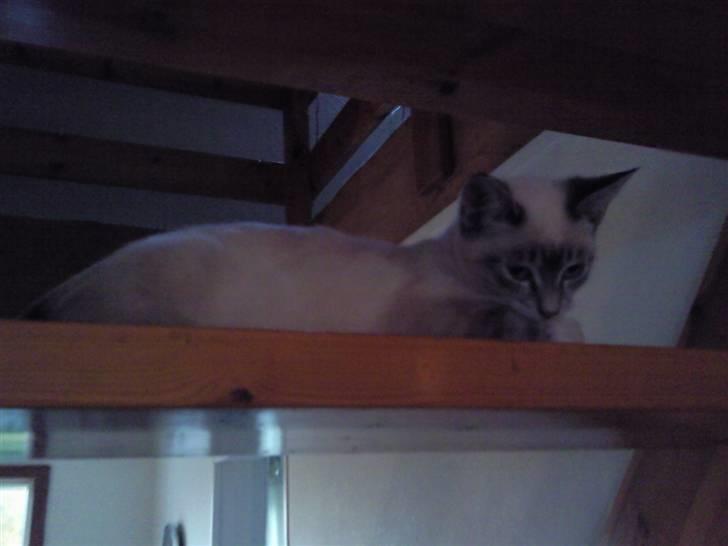 Blanding af racer Snefnug billede 19