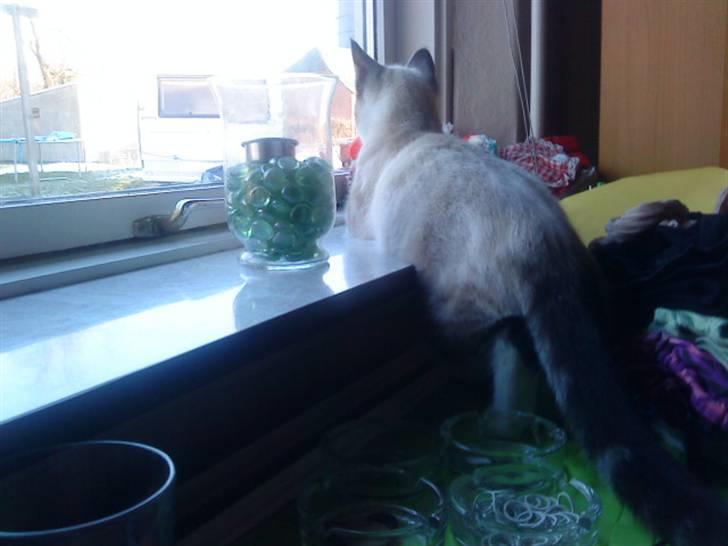 Blanding af racer Snefnug billede 20