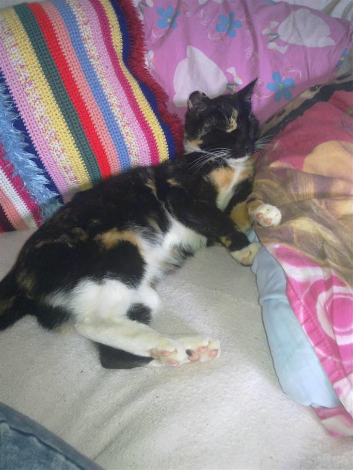 Huskat Hak billede 3