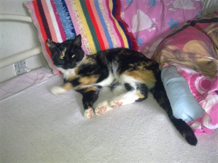 Huskat Hak billede 4