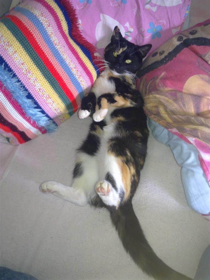 Huskat Hak billede 5