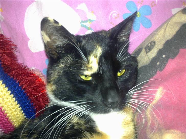 Huskat Hak billede 6