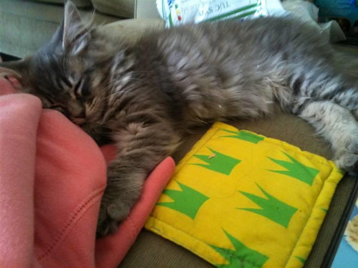 Maine Coon Mie - Her er jeg lige flyttet hjem fra... Er lidt hårdt.. bliver man jo træt... billede 6