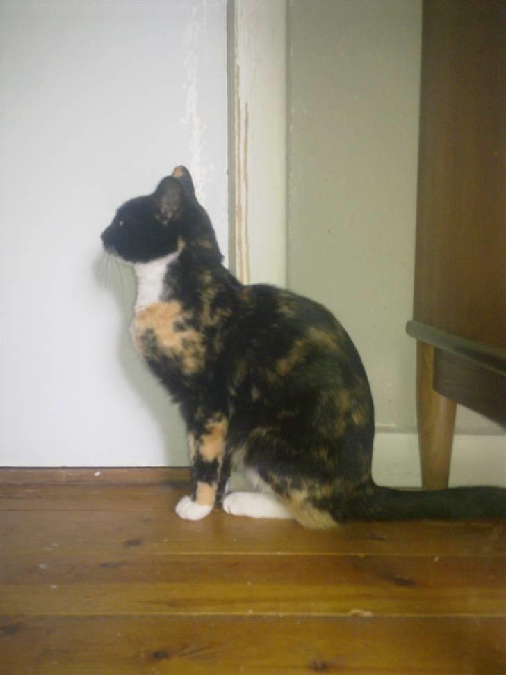 Huskat Hak billede 7