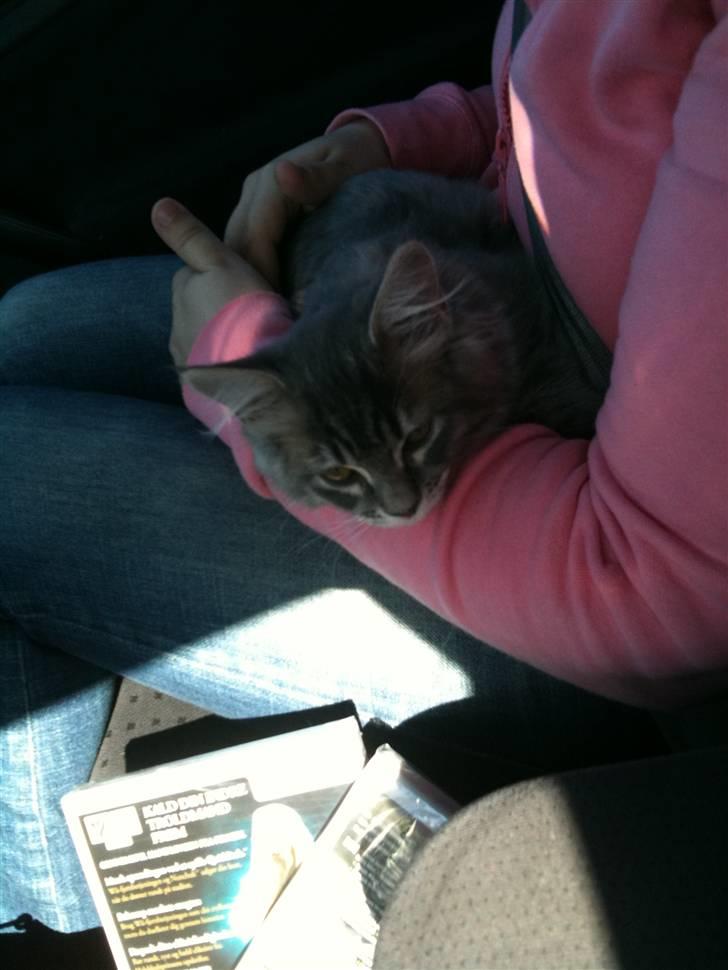 Maine Coon Mie - Her har min mor lige hentet mig... Kunne ikke lide at side i kassen så kom op til min mor.. billede 7