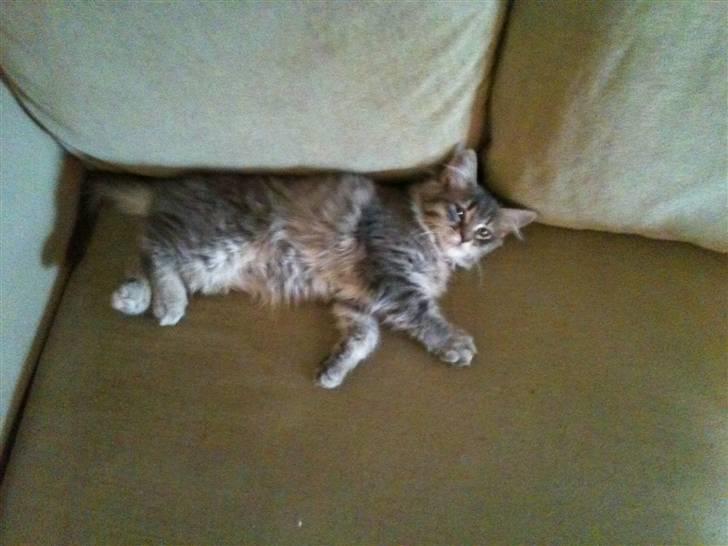 Maine Coon Mie - Se lige hvor stor jeg er.. billede 8