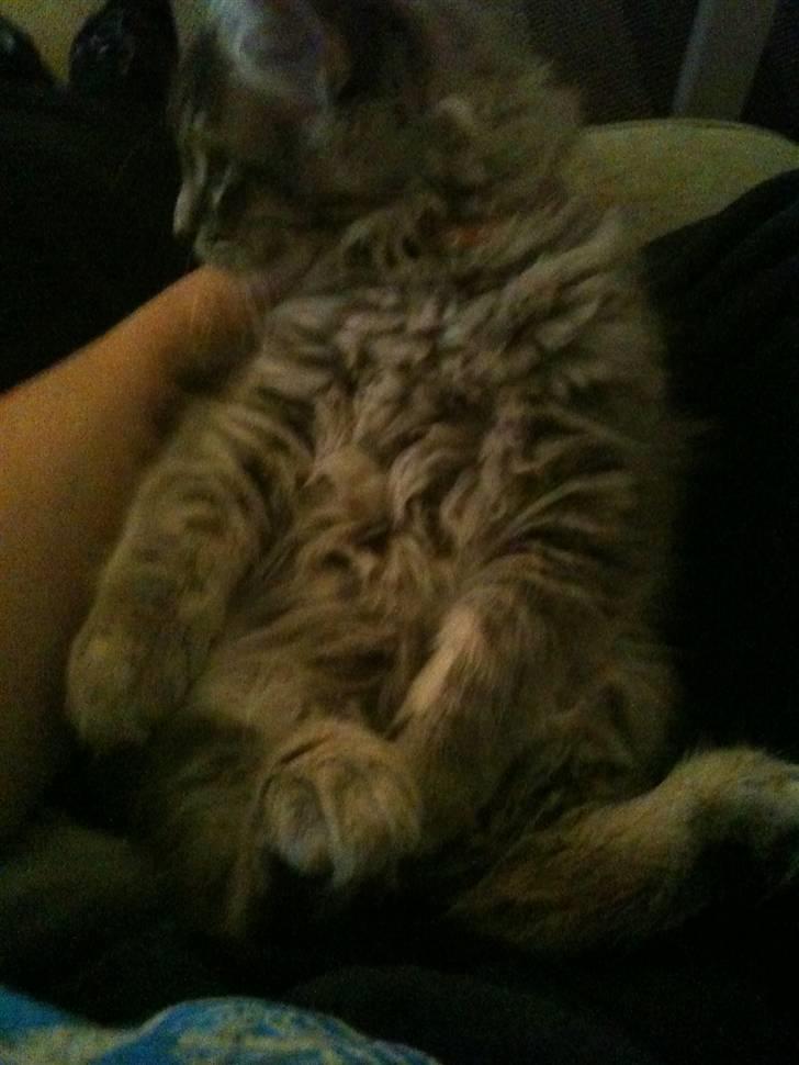 Maine Coon Mie - Sider og slapper af ved mor.. billede 9