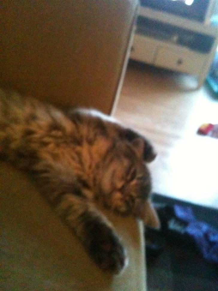 Maine Coon Mie - Sover så godt... billede 10