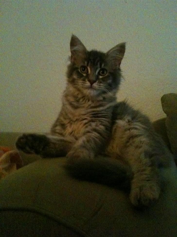 Maine Coon Mie - Er jeg ikke sød... billede 11
