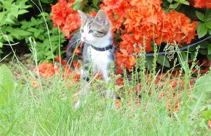 Huskat Maggie billede 6